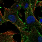 Atlas Antibodies Anti-TBC1D10A Antibody