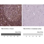Atlas Antibodies Anti-TBC1D10C Antibody