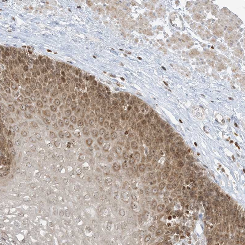 Atlas Antibodies Anti-TBC1D2 Antibody