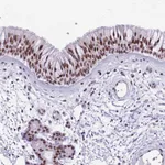 Atlas Antibodies Anti-TBC1D26 Antibody