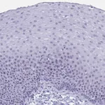 Atlas Antibodies Anti-TBC1D29 Antibody