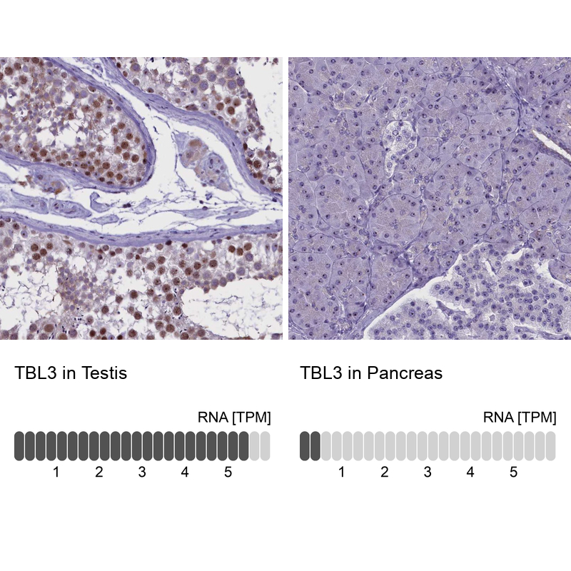 Atlas Antibodies Anti-TBL3 Antibody