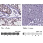 Atlas Antibodies Anti-TBL3 Antibody