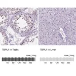Atlas Antibodies Anti-TBPL1 Antibody