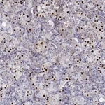 Atlas Antibodies Anti-TBX19 Antibody