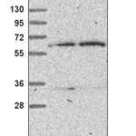 Atlas Antibodies Anti-TBRG4 Antibody