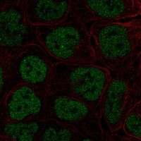 Atlas Antibodies Anti-TBX3 Antibody