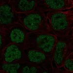 Atlas Antibodies Anti-TBX3 Antibody
