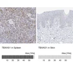 Atlas Antibodies Anti-TBXAS1 Antibody