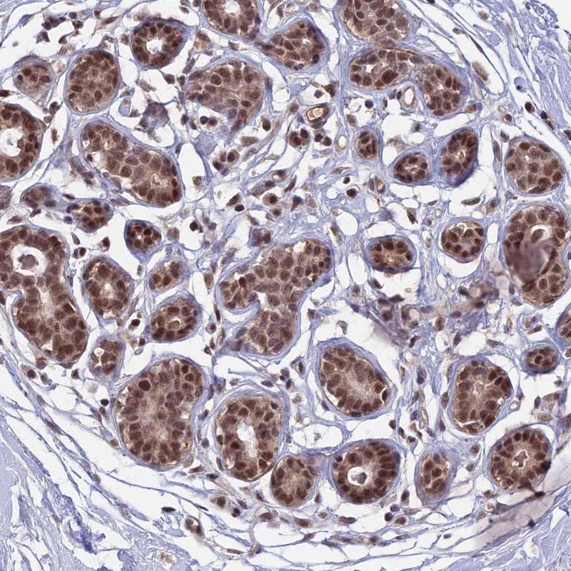 Atlas Antibodies Anti-TCEA2 Antibody