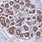Atlas Antibodies Anti-TCEA2 Antibody
