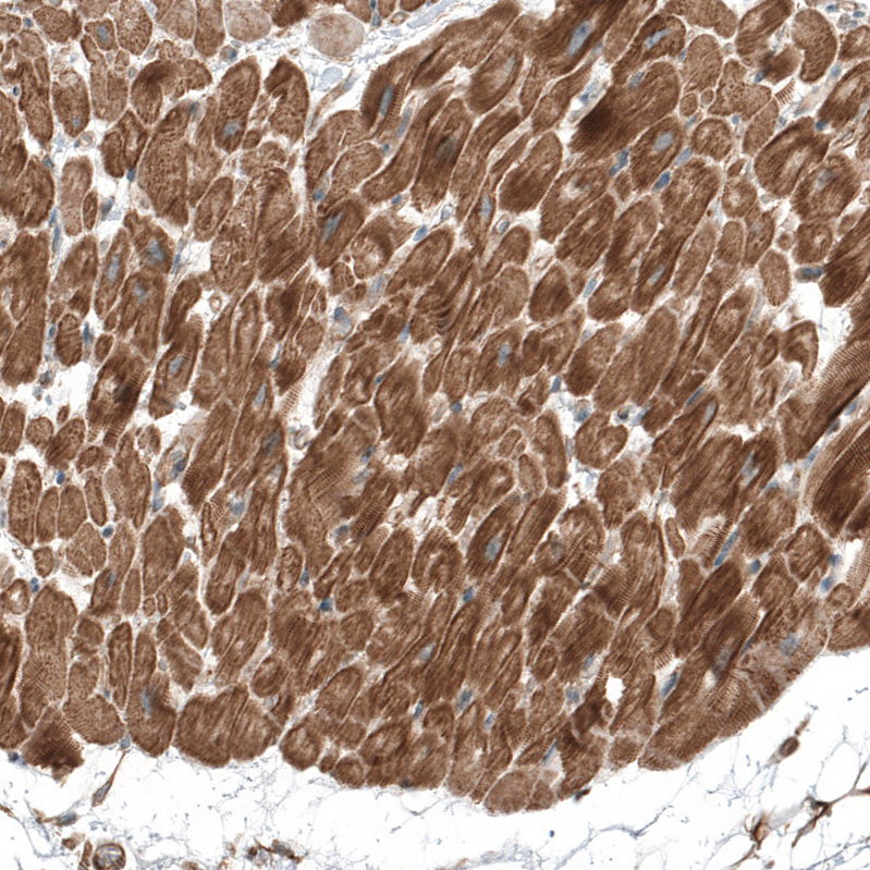 Atlas Antibodies Anti-TCAP Antibody