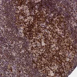 Atlas Antibodies Anti-TCEA1 Antibody