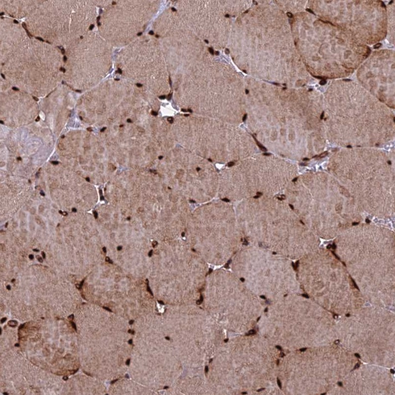 Atlas Antibodies Anti-TCEA3 Antibody