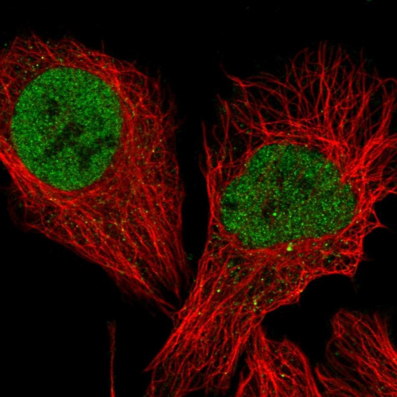 Atlas Antibodies Anti-TCEA3 Antibody