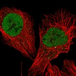 Atlas Antibodies Anti-TCEA3 Antibody