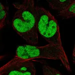Atlas Antibodies Anti-TCEAL1 Antibody
