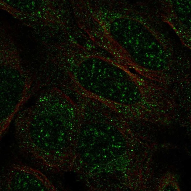 Atlas Antibodies Anti-TCEAL2 Antibody