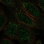 Atlas Antibodies Anti-TCEAL2 Antibody