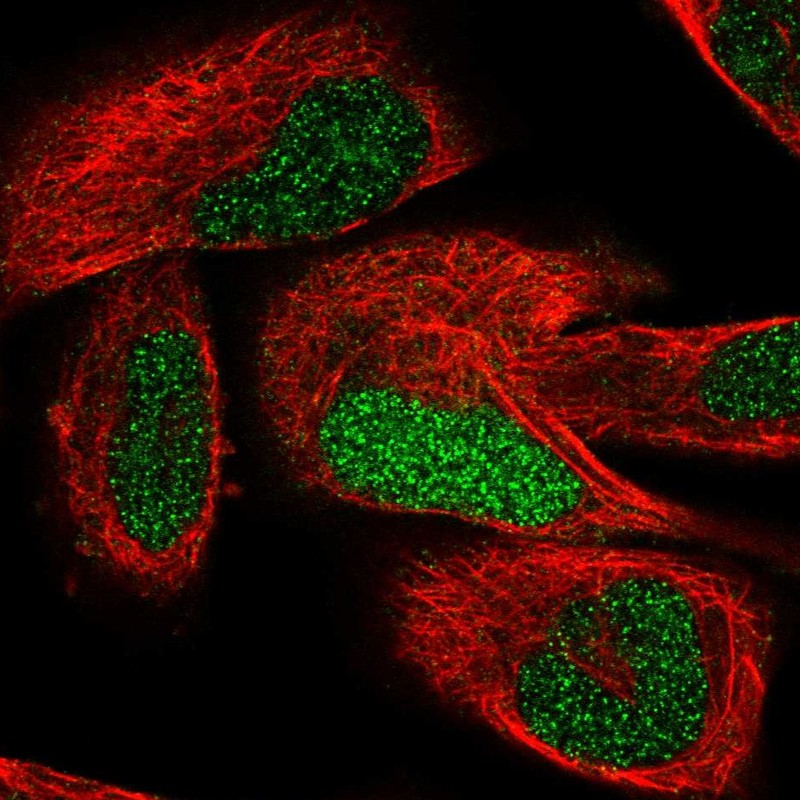 Atlas Antibodies Anti-TCEAL7 Antibody
