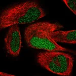 Atlas Antibodies Anti-TCEAL7 Antibody
