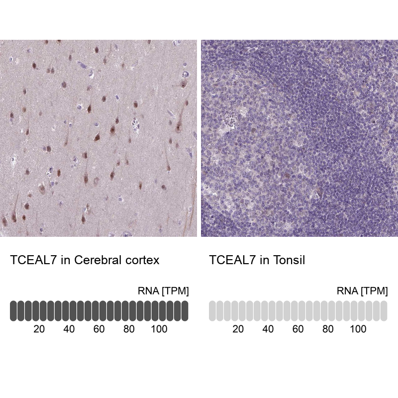Atlas Antibodies Anti-TCEAL7 Antibody