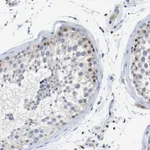 Atlas Antibodies Anti-TCEAL9 Antibody