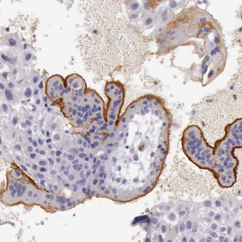 Atlas Antibodies Anti-TCEANC Antibody