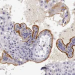 Atlas Antibodies Anti-TCEANC Antibody