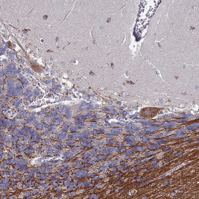 Atlas Antibodies Anti-TCEANC2 Antibody