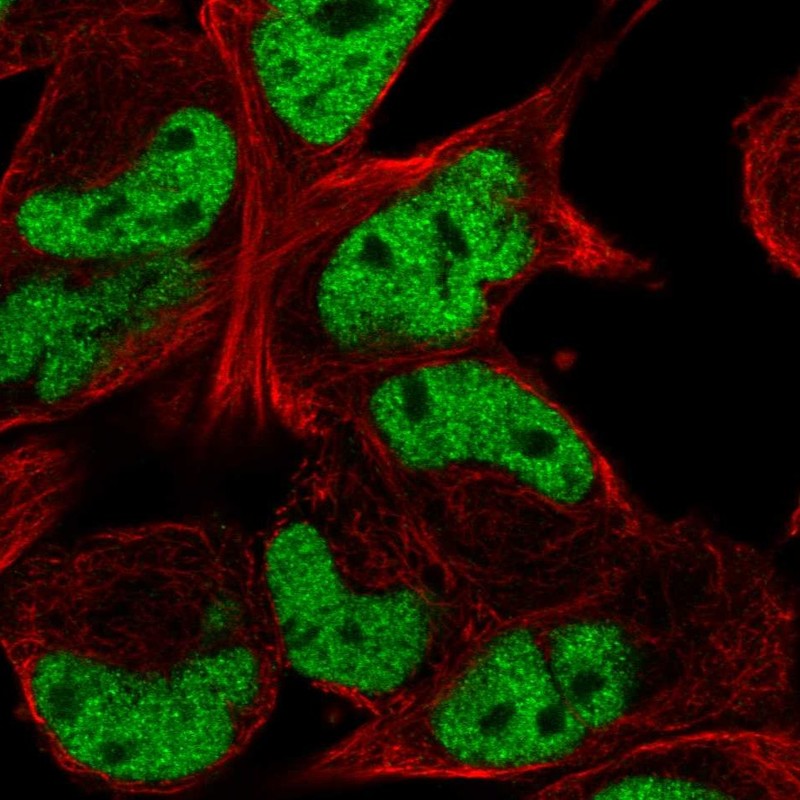 Atlas Antibodies Anti-TCF12 Antibody