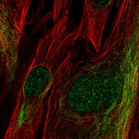 Atlas Antibodies Anti-TCF19 Antibody