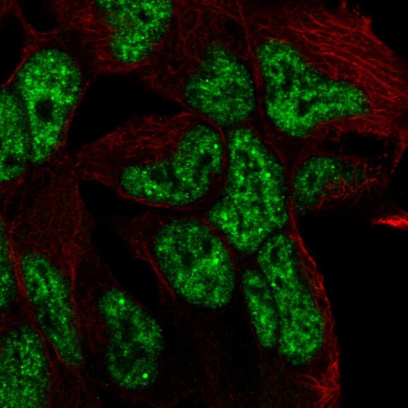 Atlas Antibodies Anti-TCF15 Antibody