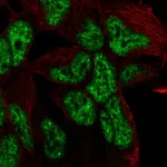 Atlas Antibodies Anti-TCF15 Antibody
