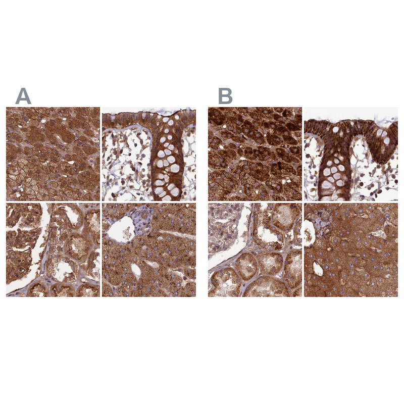 Atlas Antibodies Anti-TCF25 Antibody