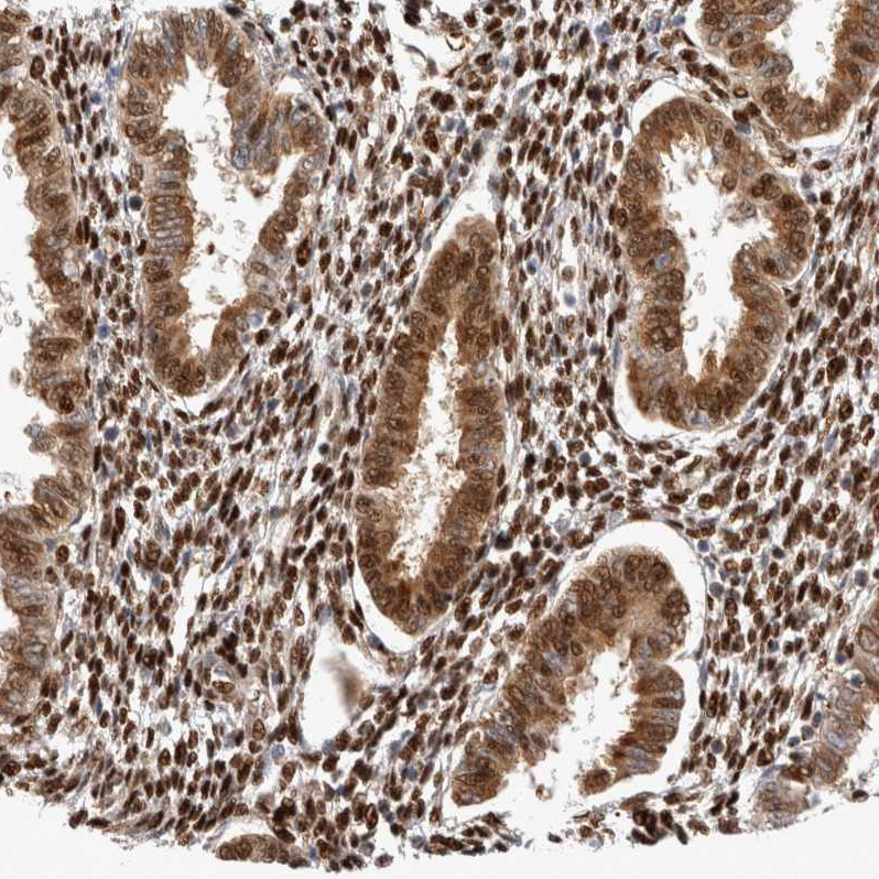 Atlas Antibodies Anti-TCF4 Antibody