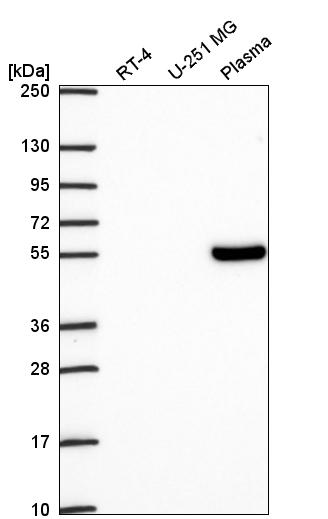 Atlas Antibodies Anti-TCF7 Antibody
