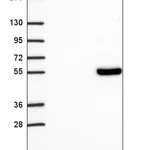 Atlas Antibodies Anti-TCF7 Antibody
