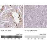 Atlas Antibodies Anti-TCFL5 Antibody