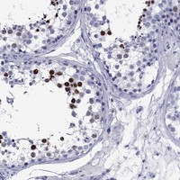 Atlas Antibodies Anti-TCFL5 Antibody