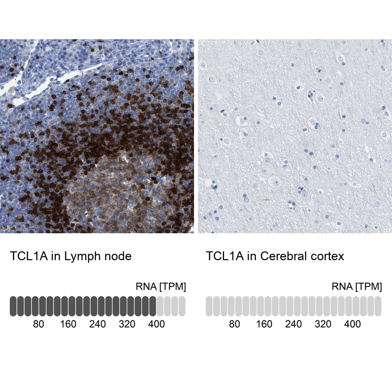 Atlas Antibodies Anti-TCL1A Antibody
