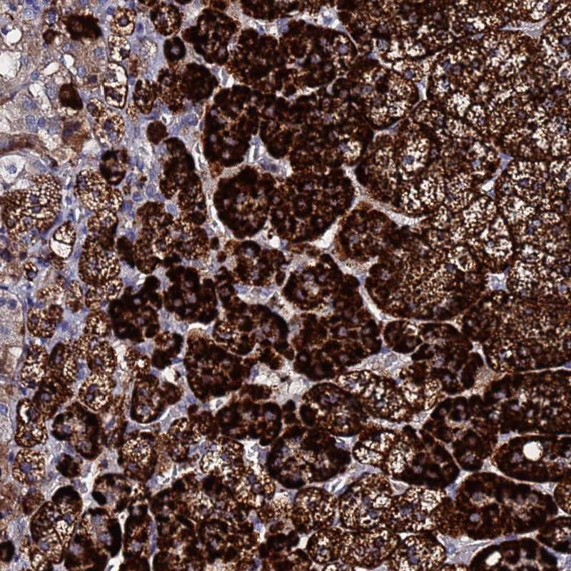 Atlas Antibodies Anti-TCP10L Antibody