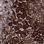 Atlas Antibodies Anti-TCP10L Antibody