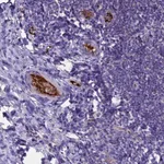 Atlas Antibodies Anti-TCP11L2 Antibody