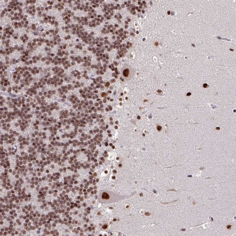 Atlas Antibodies Anti-TDG Antibody