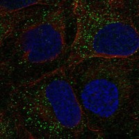Atlas Antibodies Anti-TDGF1 Antibody
