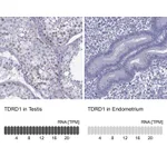 Atlas Antibodies Anti-TDRD1 Antibody