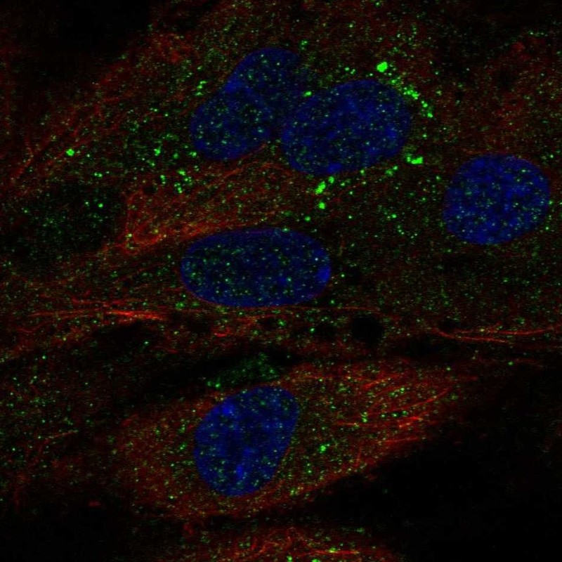 Atlas Antibodies Anti-TDRD10 Antibody