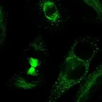 Atlas Antibodies Anti-TDRD6 Antibody