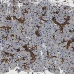 Atlas Antibodies Anti-TDRKH Antibody